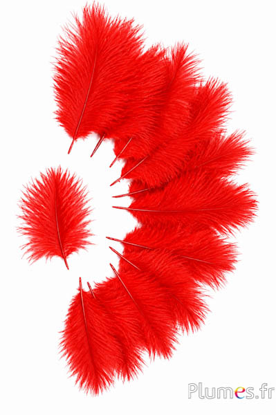 Struisvogel Bellies -8-13 cm - rood